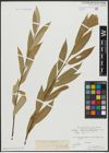 Foto von Salix alba L.